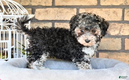 Havapoo dogs for sale: Scout - Image 9