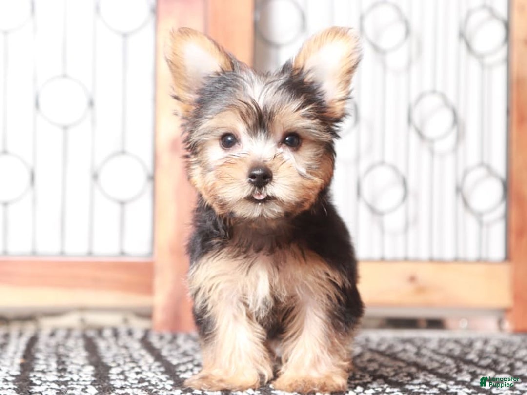 Yorkshire Terrier dogs for sale: Echo - Image 3