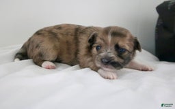 Chihuahua dogs for sale: Finn - Image 3