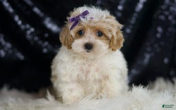 Maltipoo dogs for sale: Ariel - Image 2