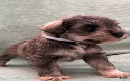 Miniature Schnauzer dogs for sale: Puppy4pink - Image 3