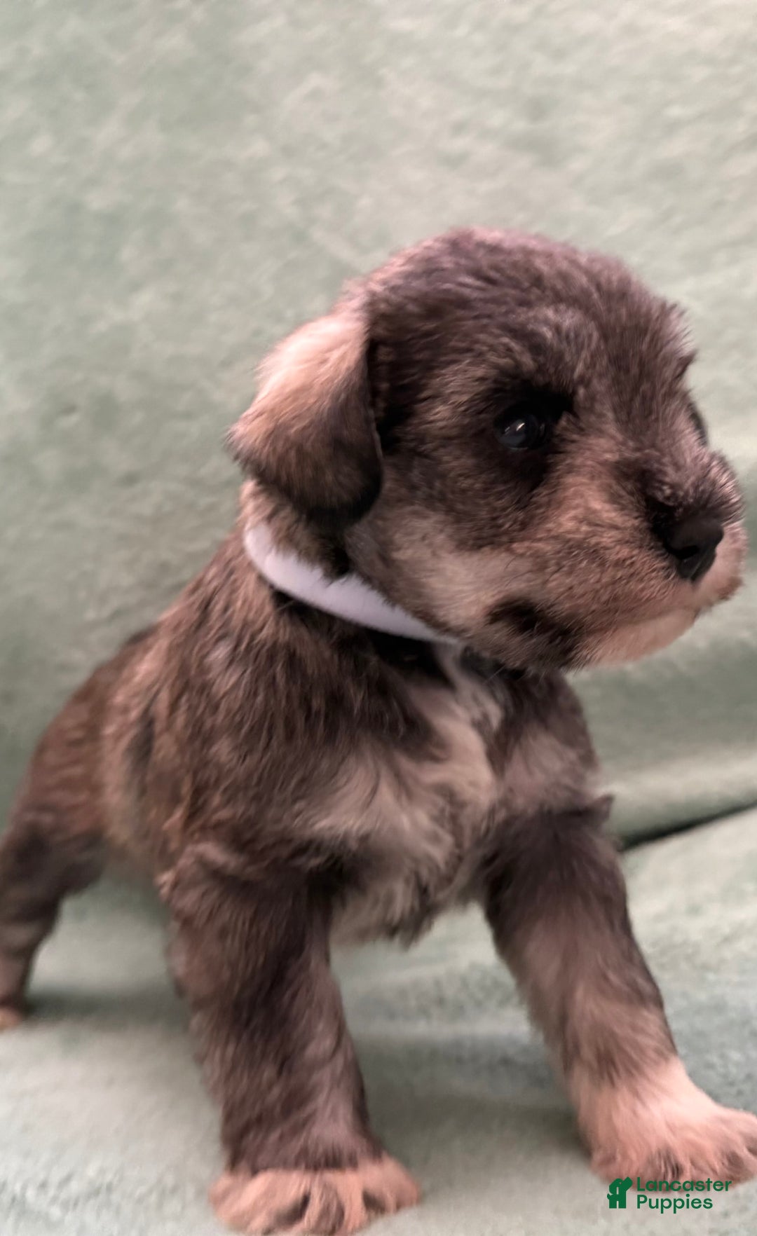 Miniature Schnauzer dogs for sale: Puppy4pink - Image 3