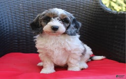 Mini Goldendoodle dogs for sale: Tyler - Image 1