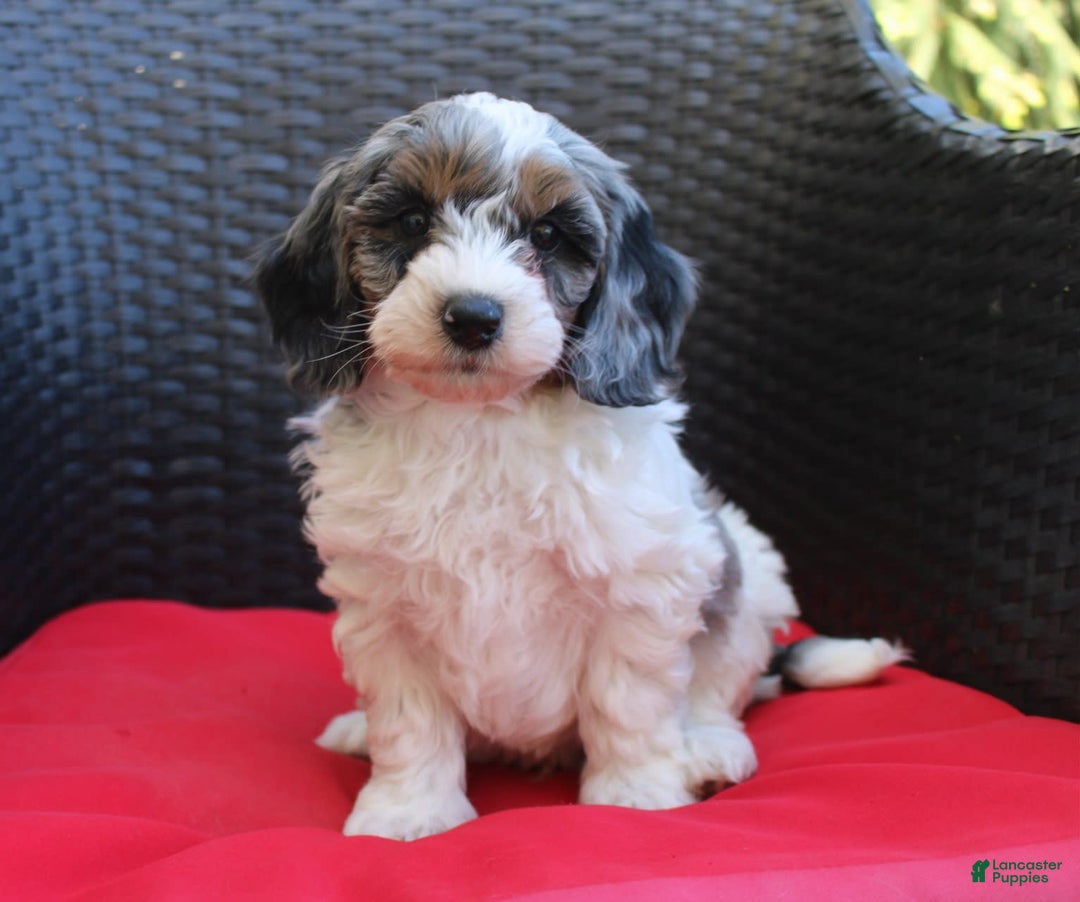 Mini Goldendoodle dogs for sale: Tyler - Image 1