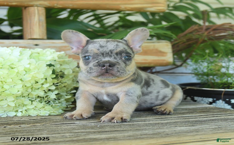 French Bulldog dogs for sale - Ad 4