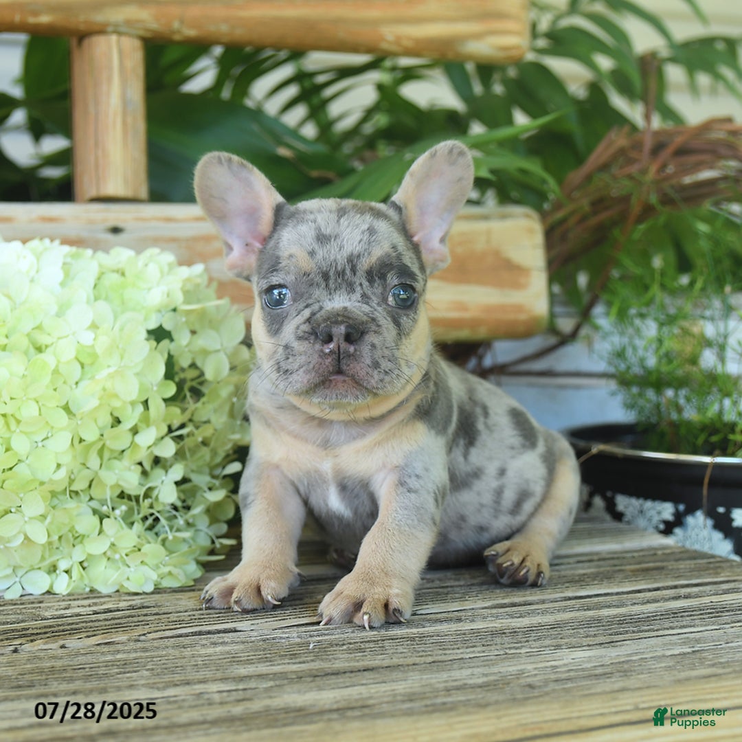 French Bulldog dogs for sale: Tigger - Image 1
