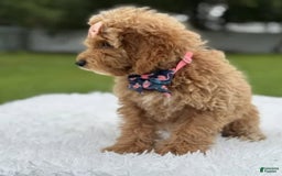Mini Goldendoodle dogs for sale: Amara - Image 2