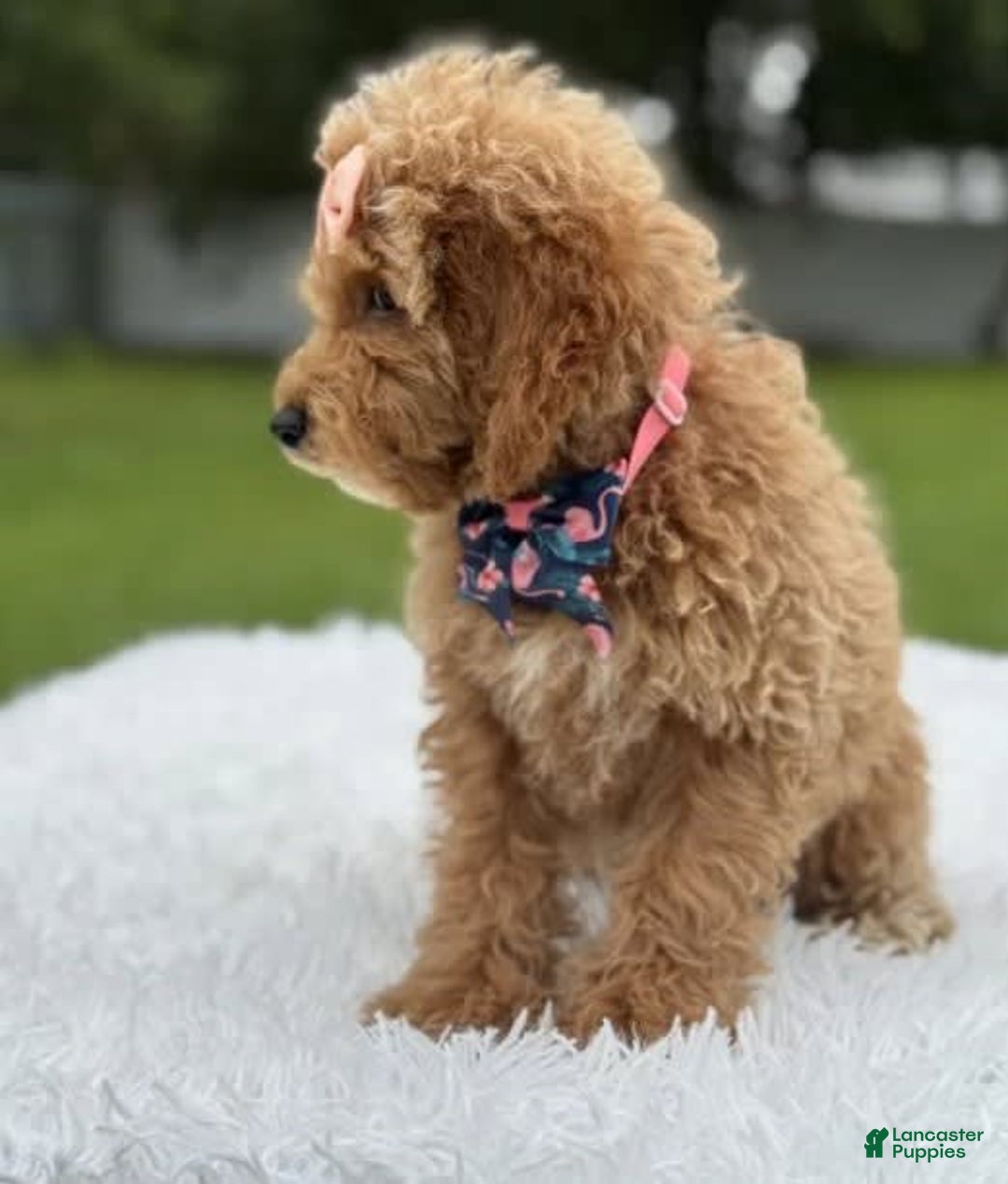 Mini Goldendoodle dogs for sale: Amara - Image 2