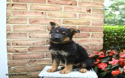 German Shepherd dogs for sale: Meadow - Image 1