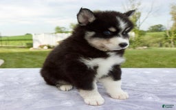 Pomsky dogs for sale: Ben - Image 2
