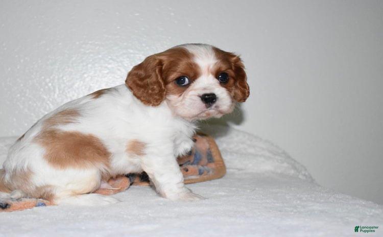 Cavalier King Charles Spaniel dogs for sale - Ad 1
