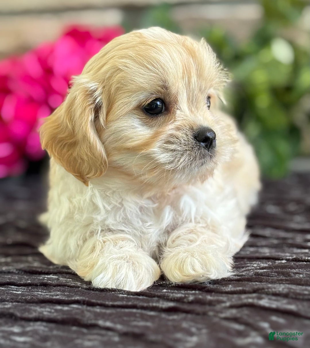 Cavalier King Charles Spaniel dogs for sale: Enzo - Image 5