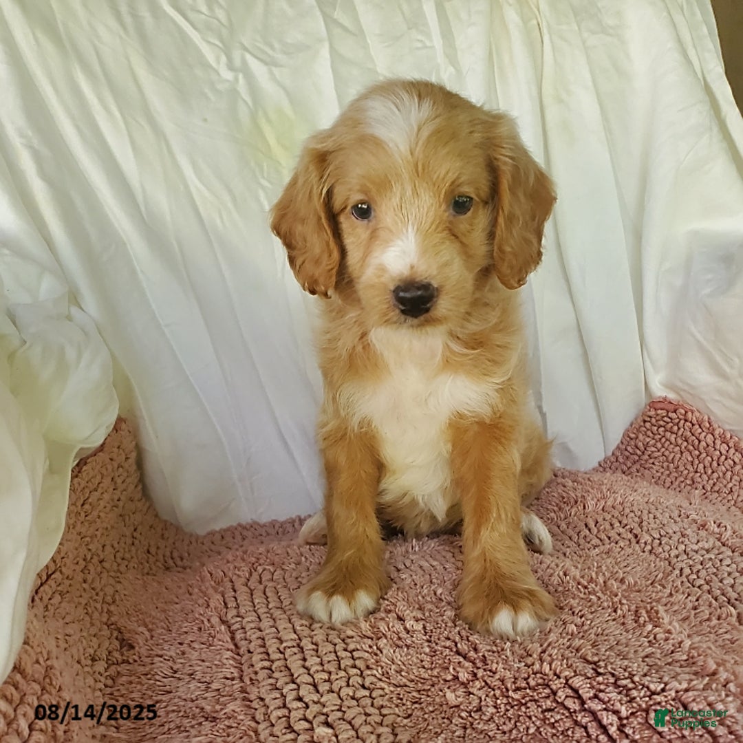 Mini Goldendoodle dogs for sale: Daisy - Image 4