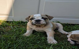 Olde English Bulldogge dogs for sale: Ginger - Image 6