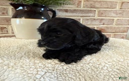 Cockapoo dogs for sale: Lola - Image 4