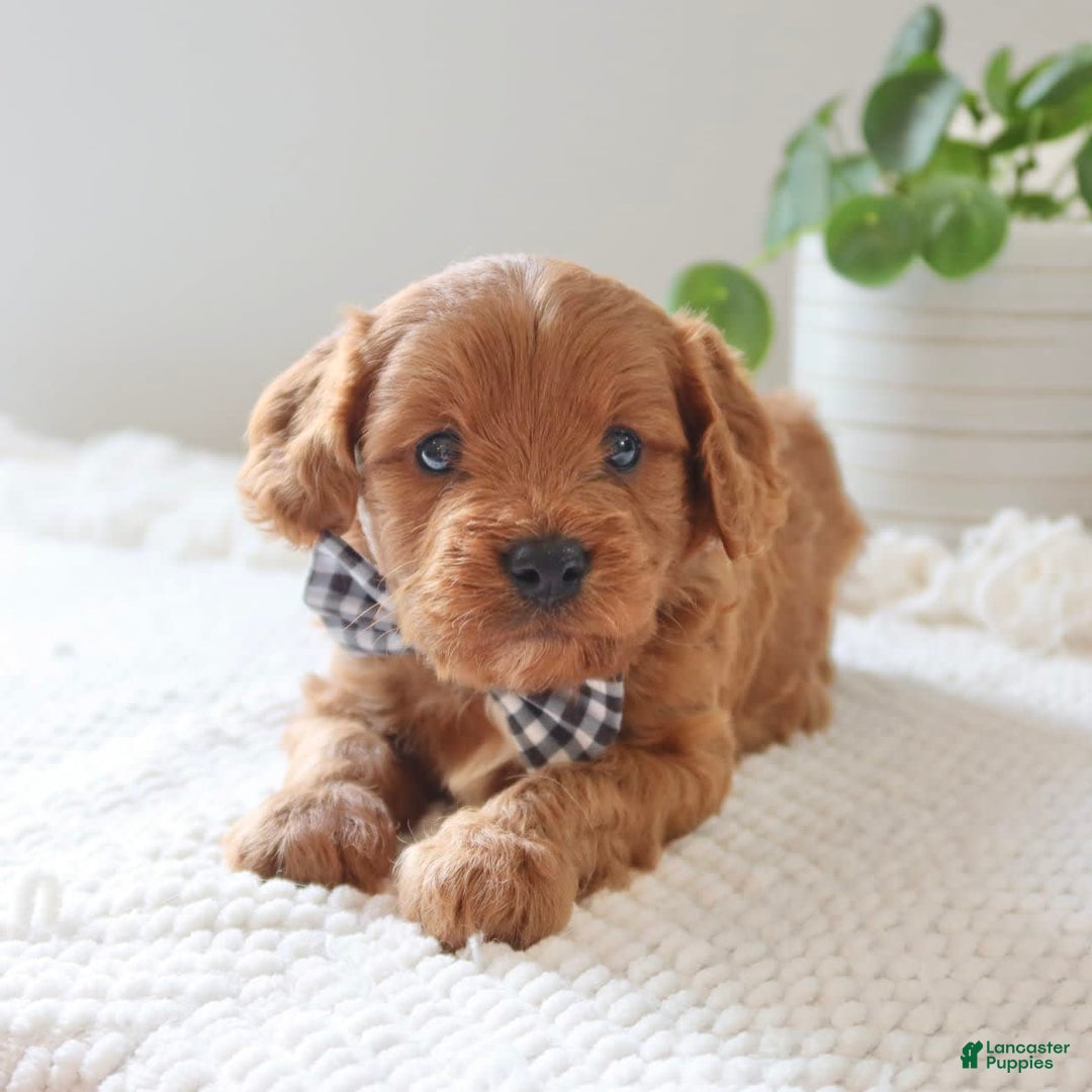Cavapoo dogs for sale: Fynn - Image 10