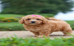 Maltipoo dogs for sale: Cori - Image 1