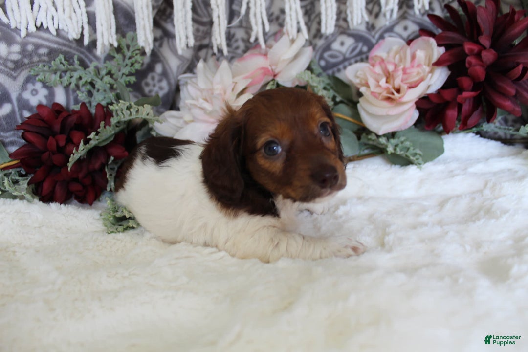 Miniature Dachshund dogs for sale: Gloria - Image 7