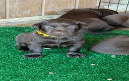 Labrador Retriever dogs for sale: Yellow Boy - Image 3