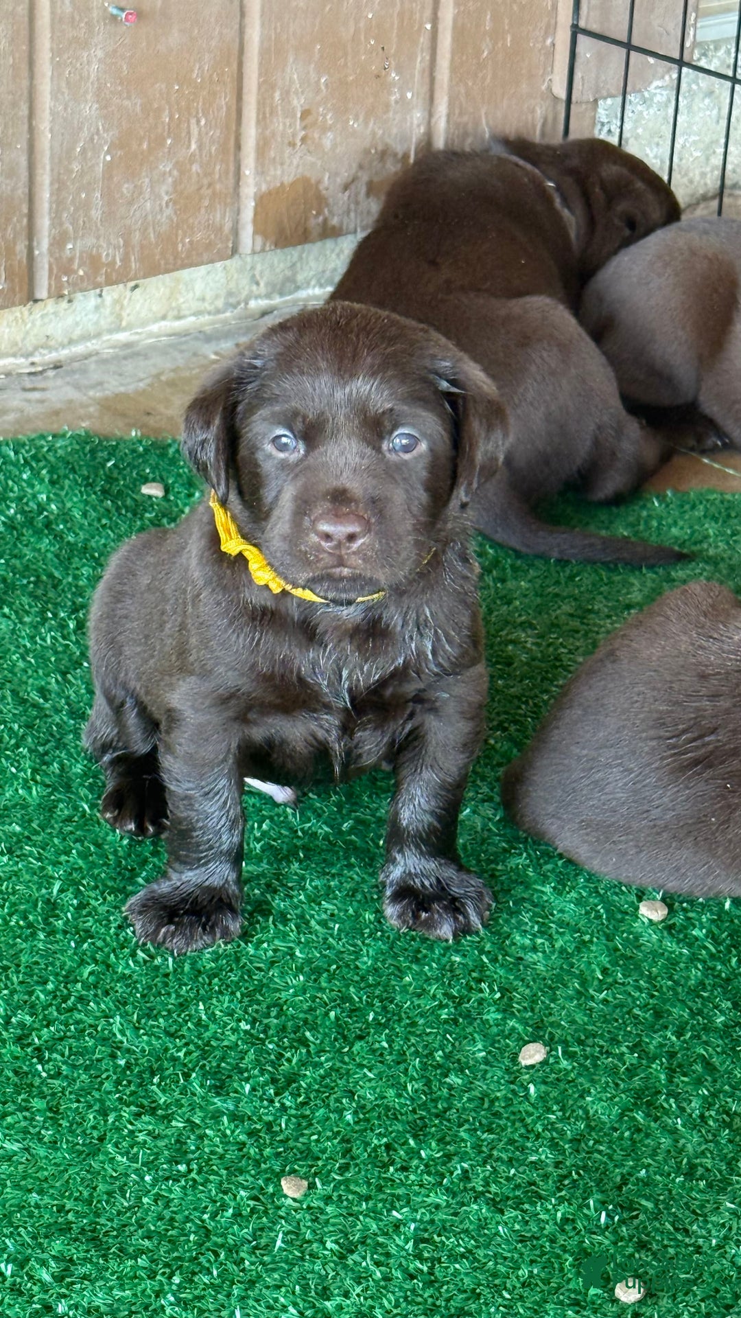 Labrador Retriever dogs for sale: Yellow Boy - Image 3