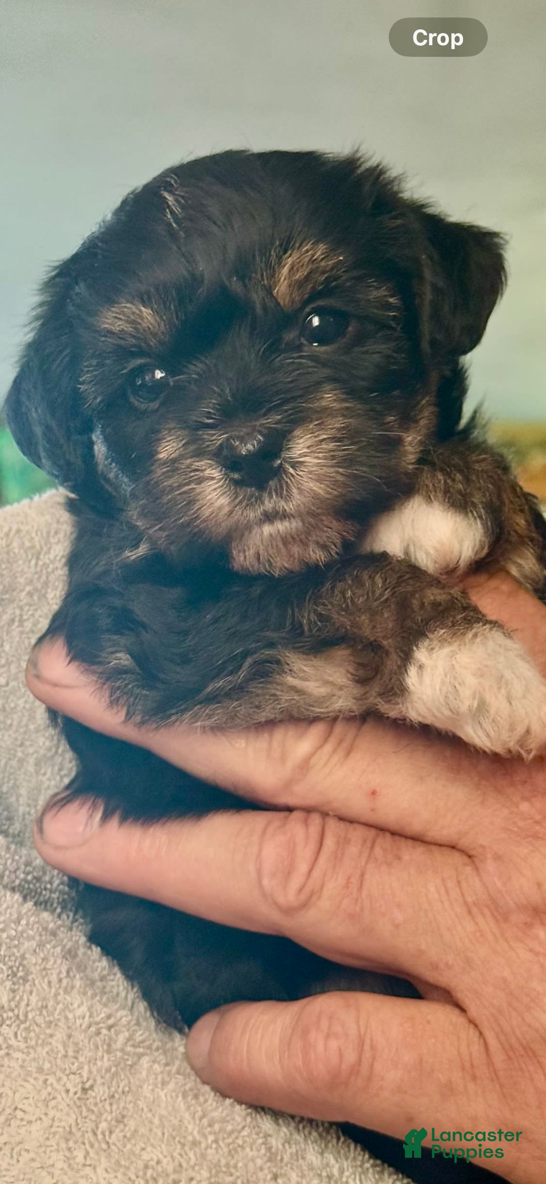 Yorkiepoo dogs for sale: Teacup Casey - Image 7