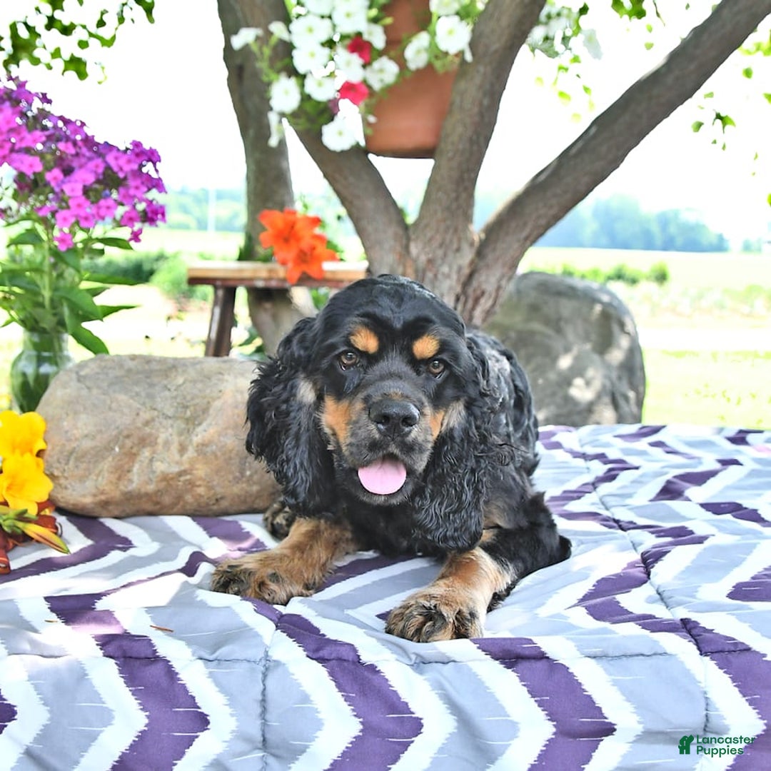 Cocker Spaniel dogs for sale: Banjo - Image 28