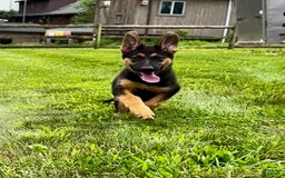German Shepherd dogs for sale: Drama Girl - Image 1