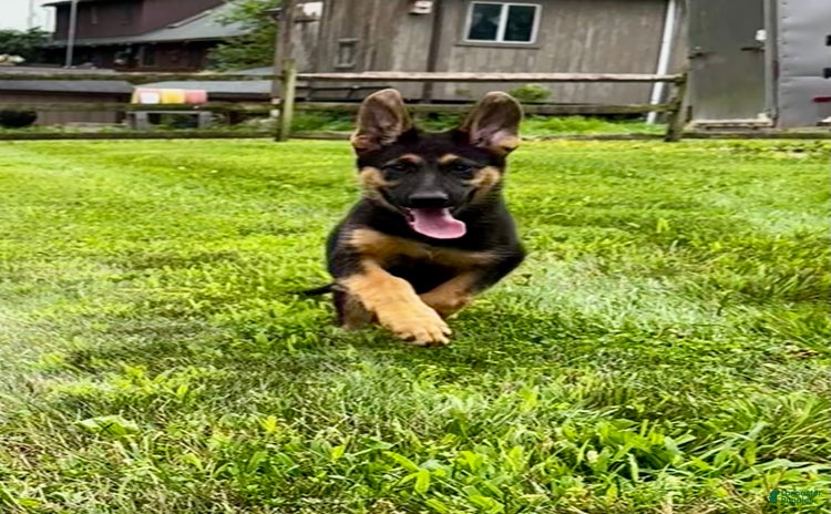 German Shepherd dogs for sale - Ad 1