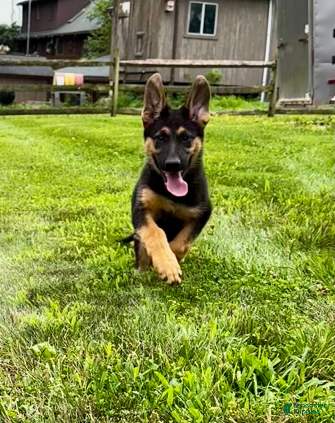 German Shepherd dogs for sale: Drama Girl - Image 1