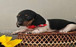 Dachshund dogs for sale: Lil Peanut - Image 39