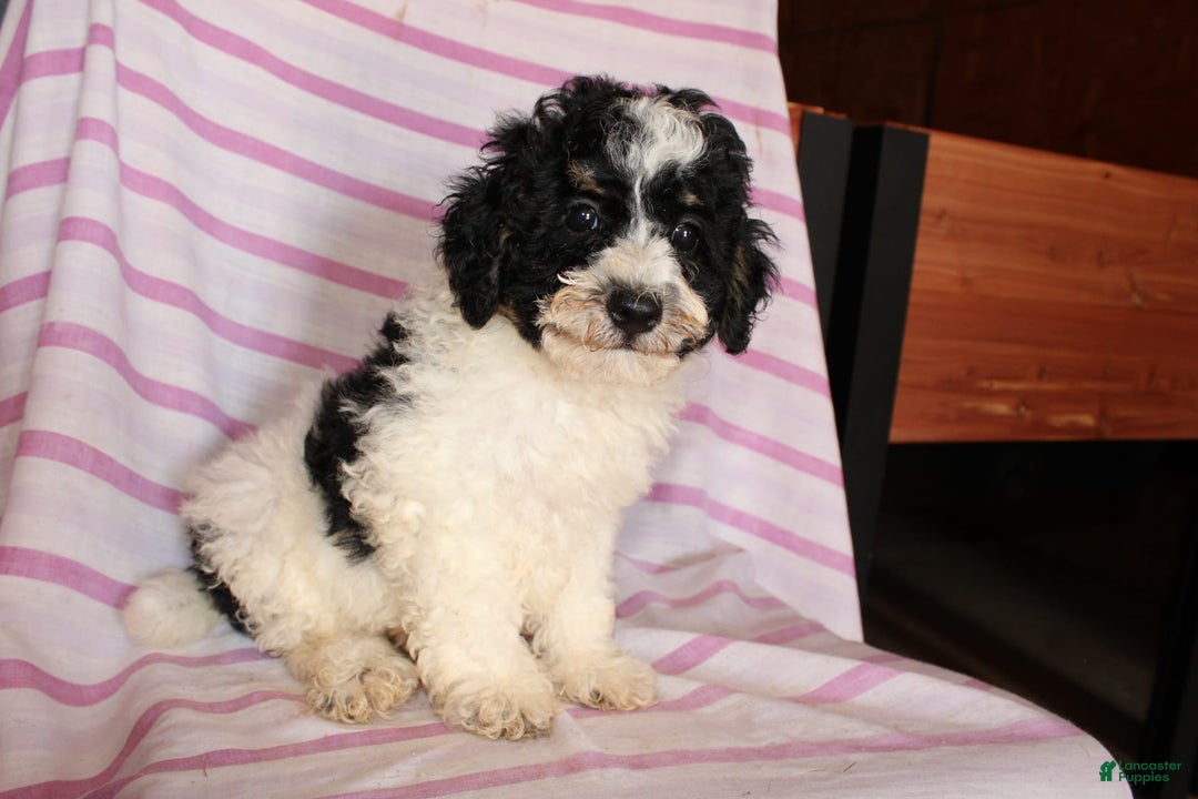 Cockapoo dogs for sale: Timmy - Image 2