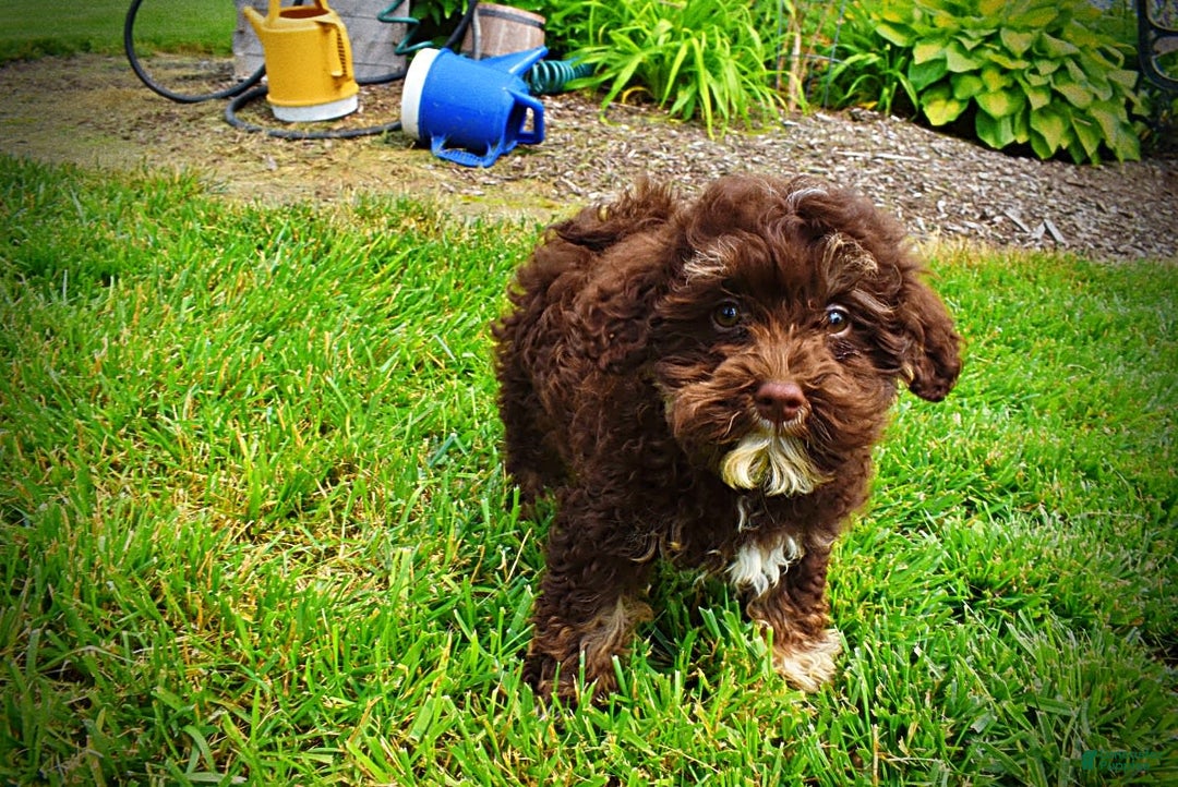 Havapoo dogs for sale: Tucker - Image 16
