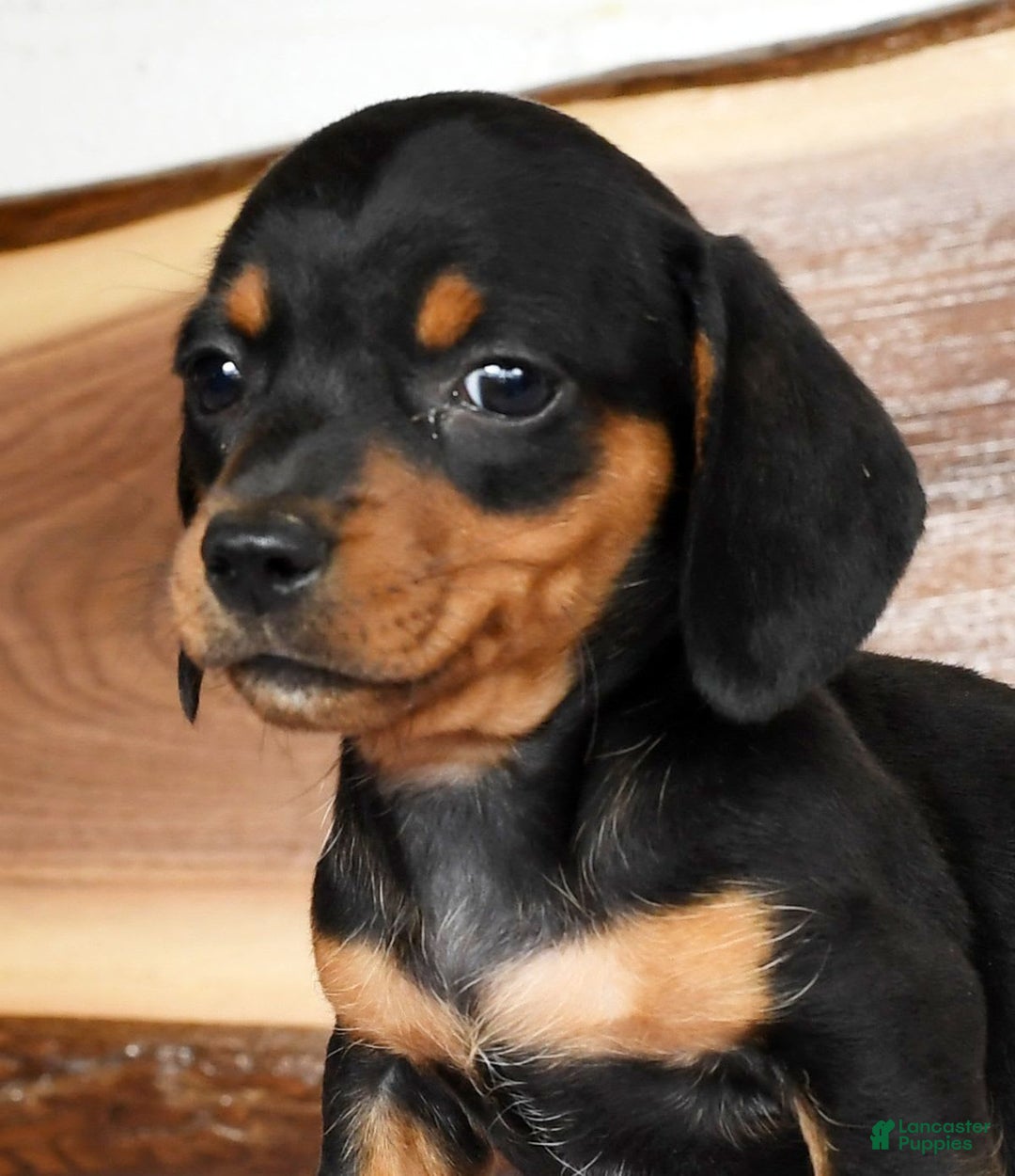 Miniature Dachshund dogs for sale: Arrow - Image 9