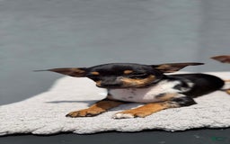 Chihuahua dogs for sale: Jingles - Image 1