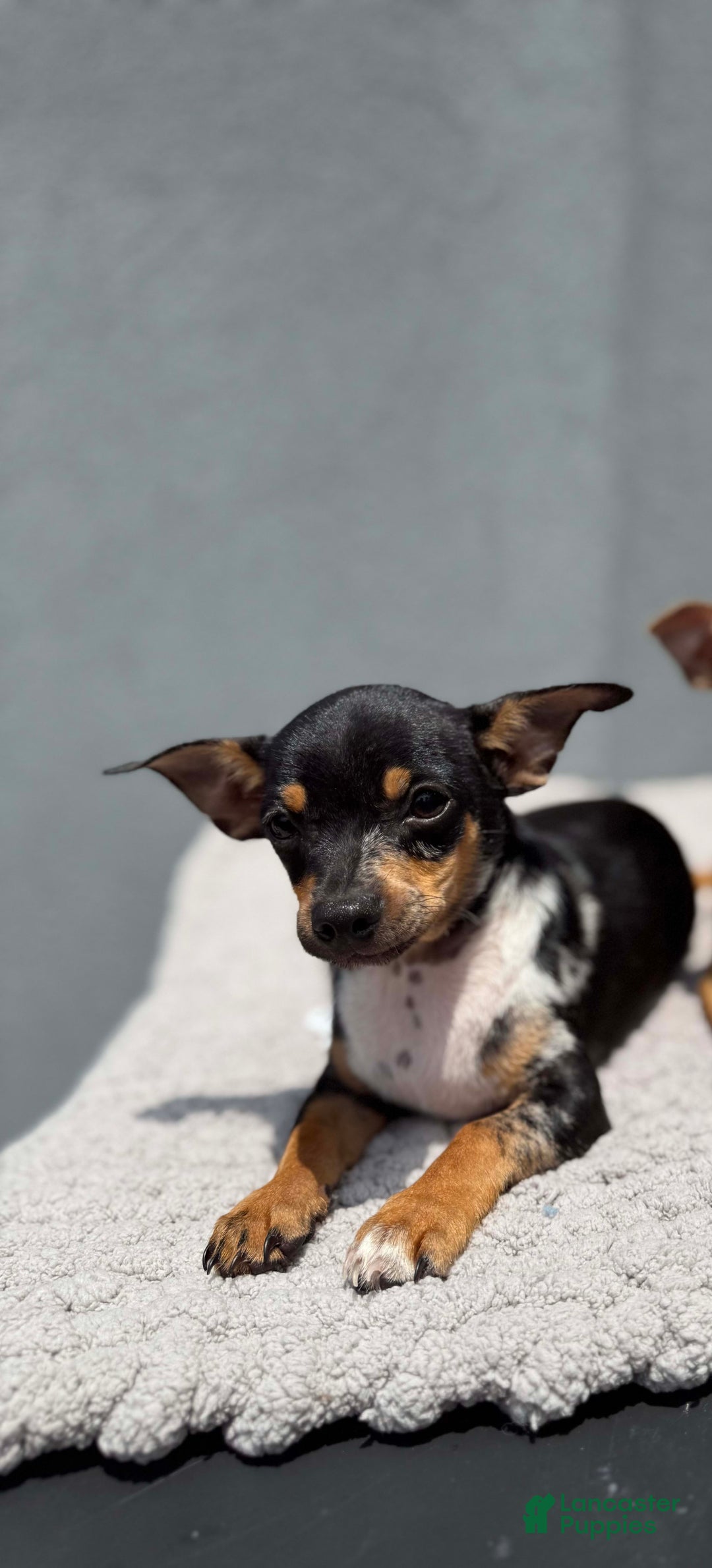 Chihuahua dogs for sale: Jingles - Image 1