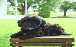 Havapoo dogs for sale: House Raised Billy - Image 9