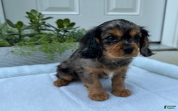 Cavalier King Charles Spaniel dogs for sale: Robby - Image 6