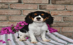 Cavalier King Charles Spaniel dogs for sale: Duke - Image 6