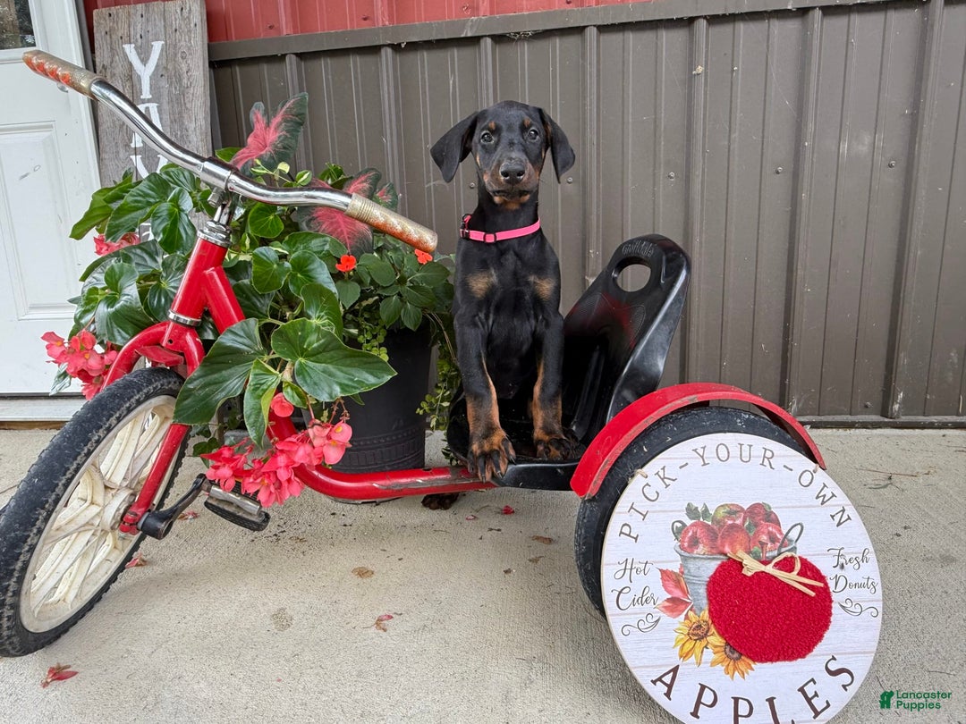 Doberman Pinscher dogs for sale: Marie - Image 2