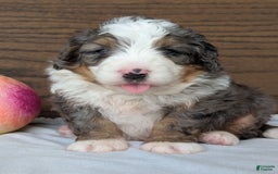 Mini Bernedoodle dogs for sale: Koda - Image 9