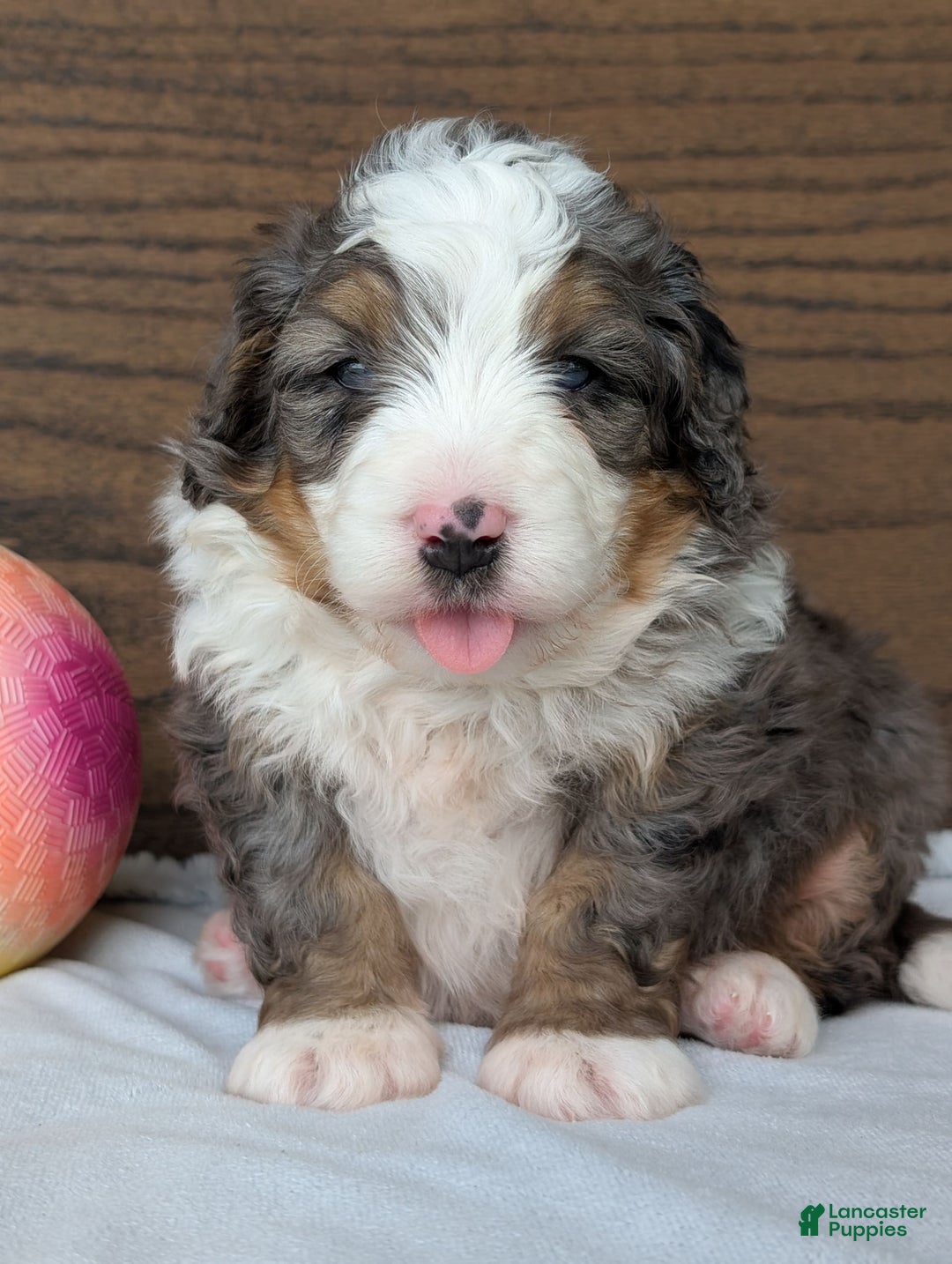Mini Bernedoodle dogs for sale: Koda - Image 9