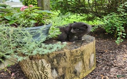 Pomeranian dogs for sale: Pebbles - Image 5
