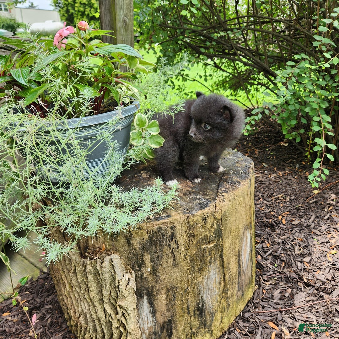 Pomeranian dogs for sale: Pebbles - Image 5