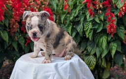 Frenchton dogs for sale: Nadia - Image 6
