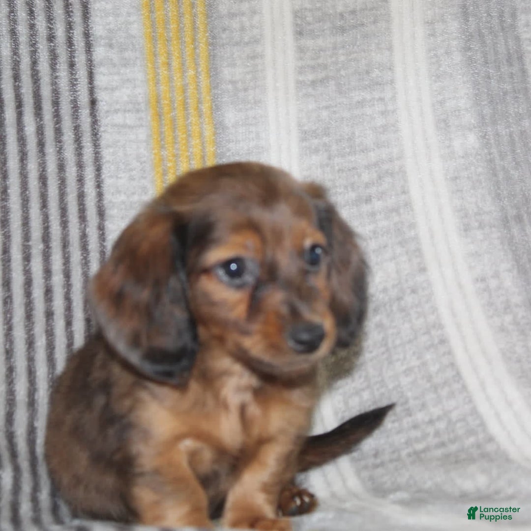 Miniature Dachshund dogs for sale: Zero - Image 15