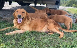 Golden Retriever dogs for sale: Honey - Image 26