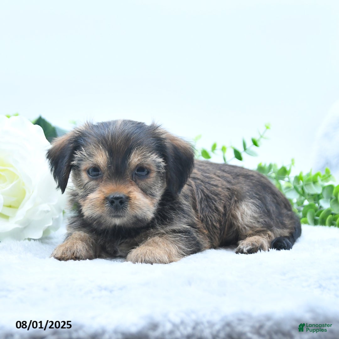 Shorkie dogs for sale: Landon - Image 1