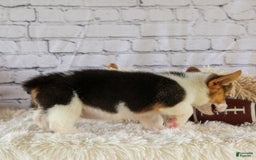 Welsh Corgi Pembroke dogs for sale: Lyla - Image 7