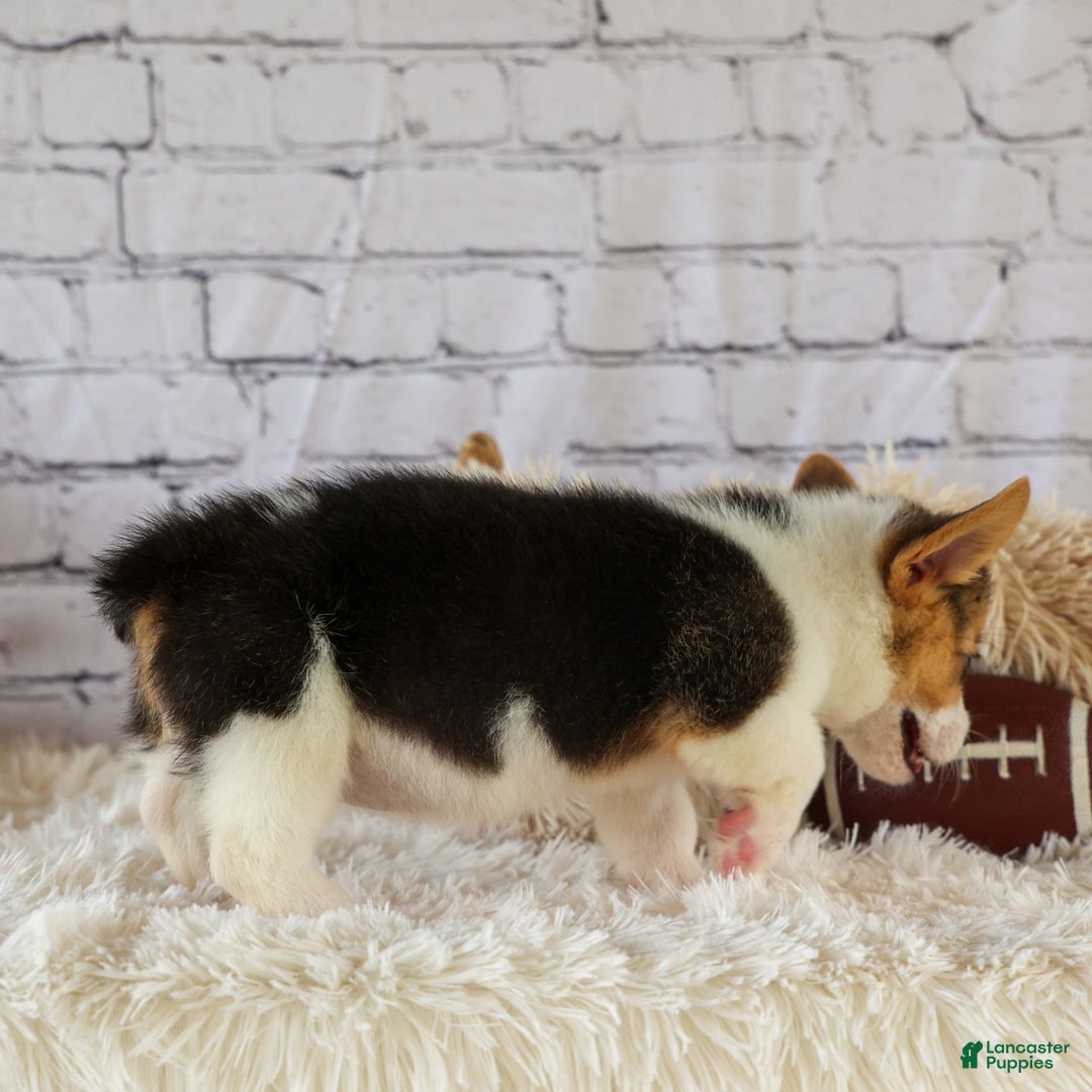 Welsh Corgi Pembroke dogs for sale: Lyla - Image 7