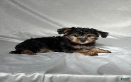 Bichpoo dogs for sale: Oliver - Image 3